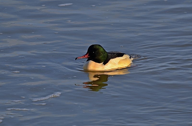 Goosander - Sawbills