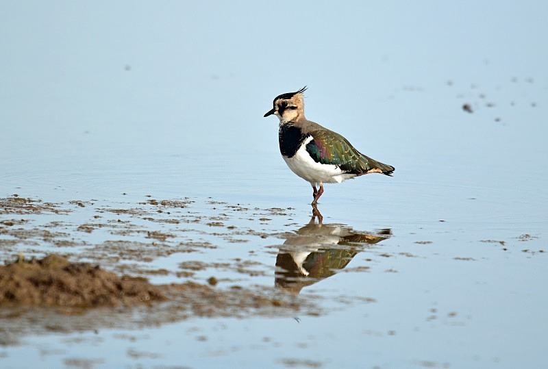 Lapwing - Plovers