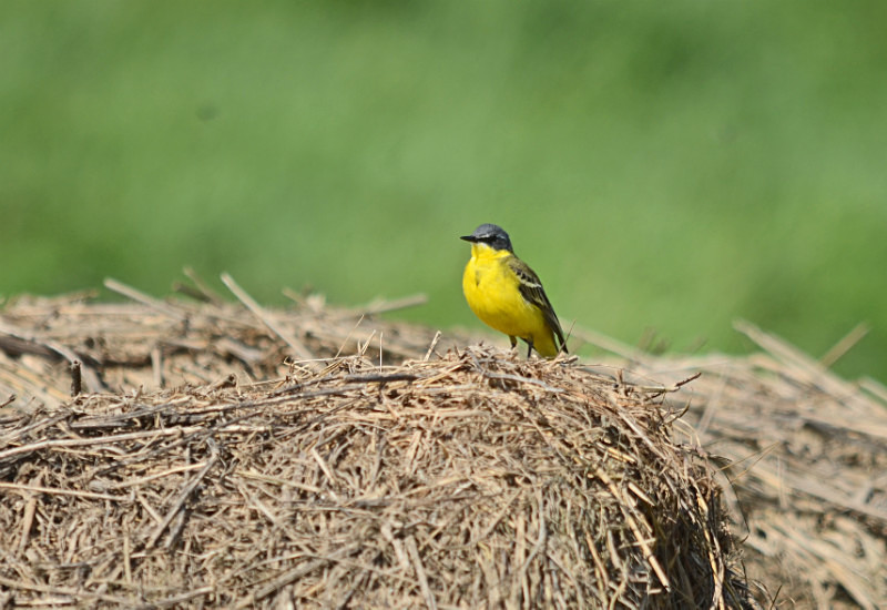 Blue-headed Wagtail - Estonia
