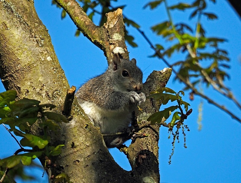 Grey Squirrel - Grey Squirrels