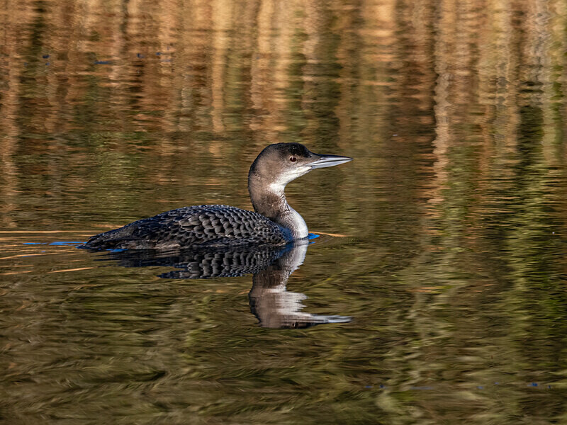 Great Northern Diver - Latest photos