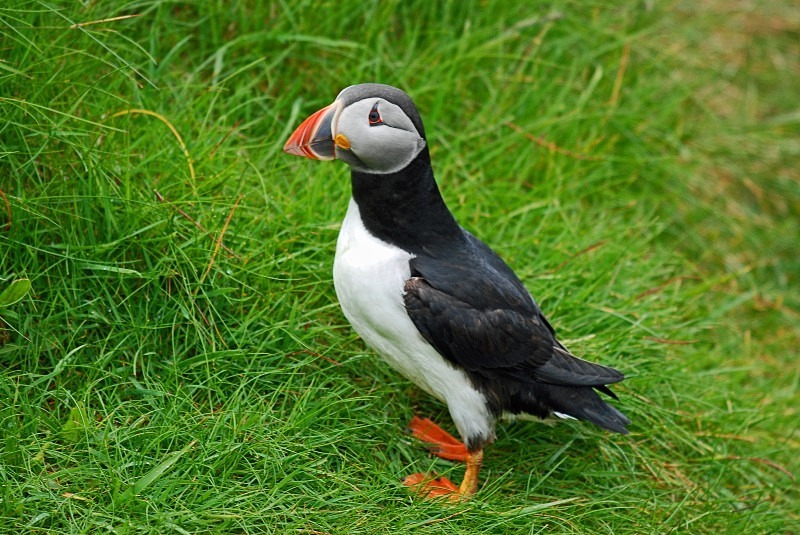 Puffin - Puffins