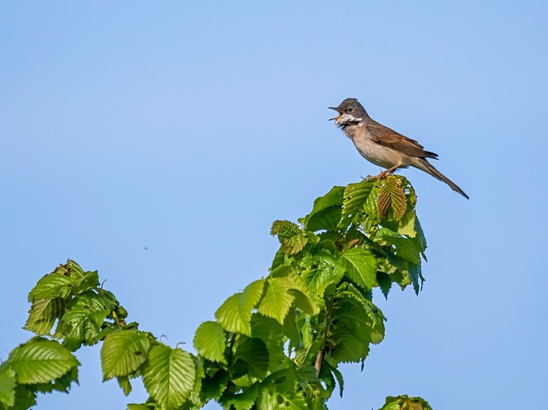 Common Whitethroat - Warblers