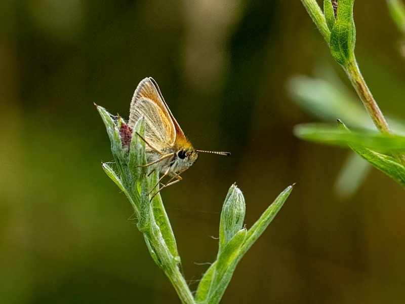 Essex Skipper - Butterflies