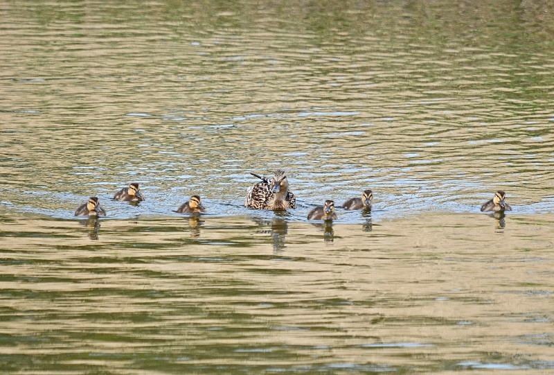 Mallards - Dabbling ducks