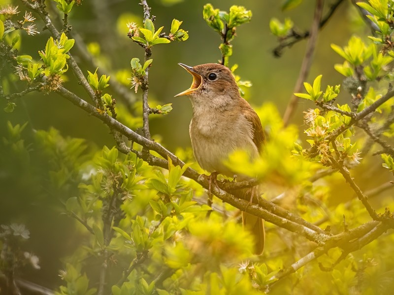 Nightingale - Nightingales