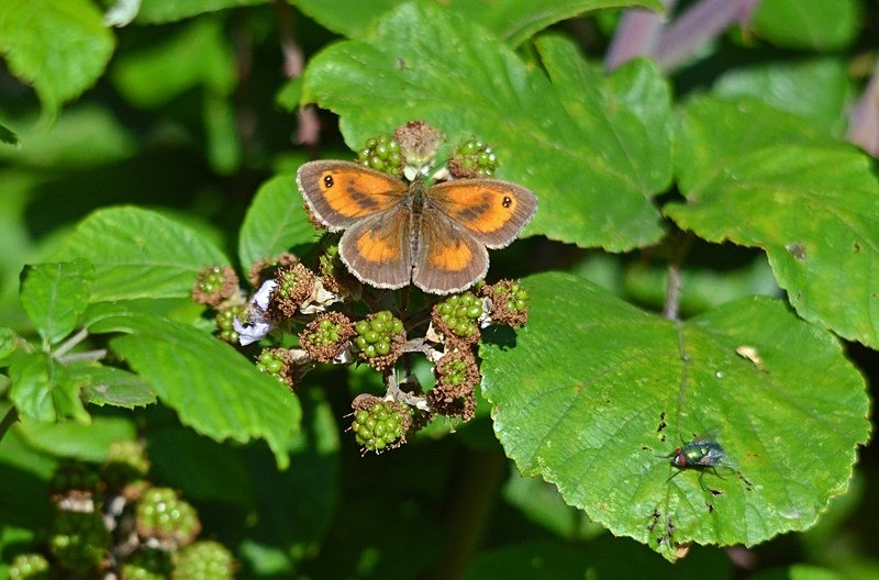 Gatekeeper - Butterflies