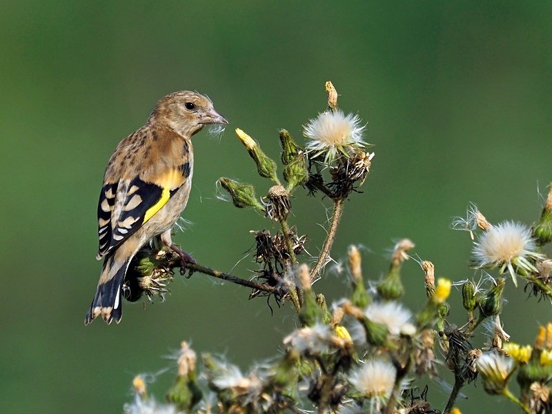 Juvenile Goldfinch - Finches