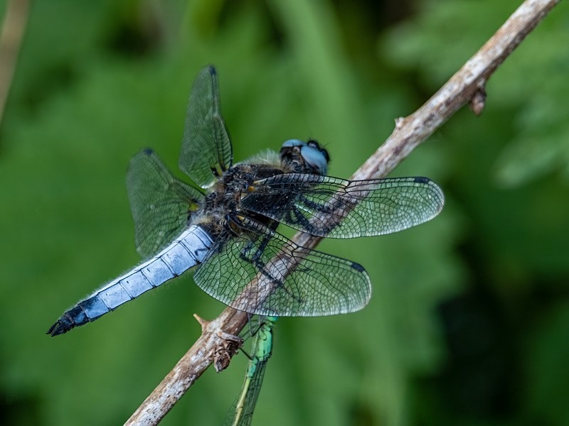 Black-tailed Skimmer - Dragonflies and damselflies