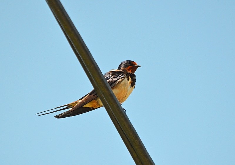 Swallow - Hirundines