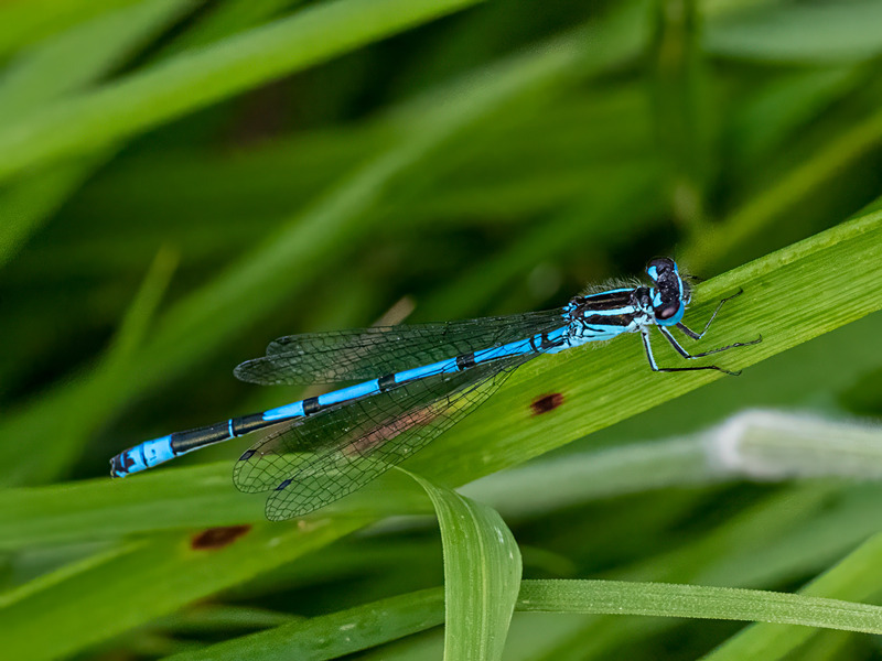 Azure Damselfly - Latest photos
