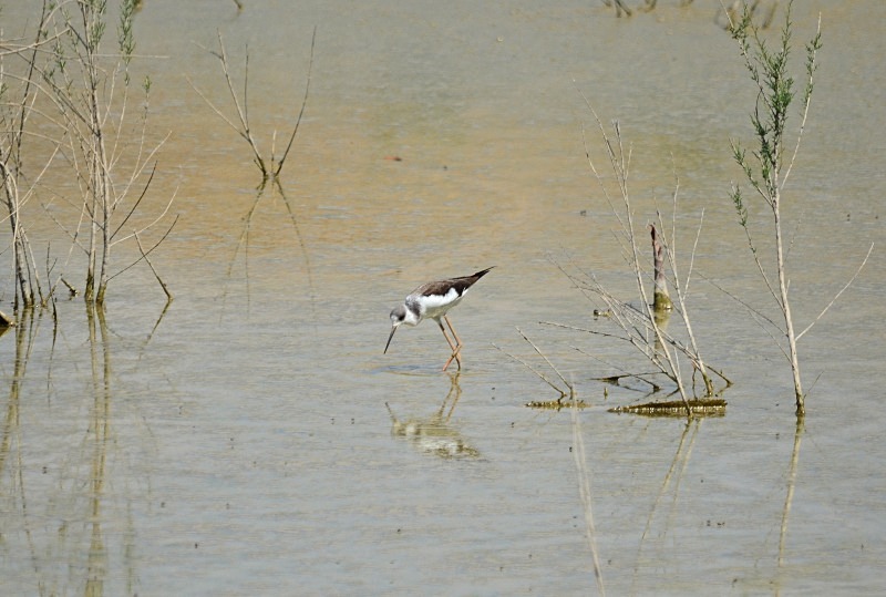 Black-winged Stilt - South Spain - September 2013
