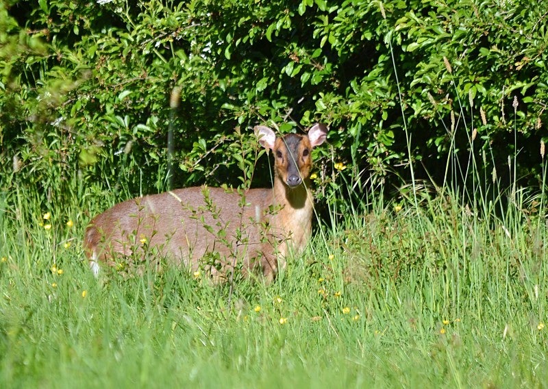Reeve's Muntjac - Other deer