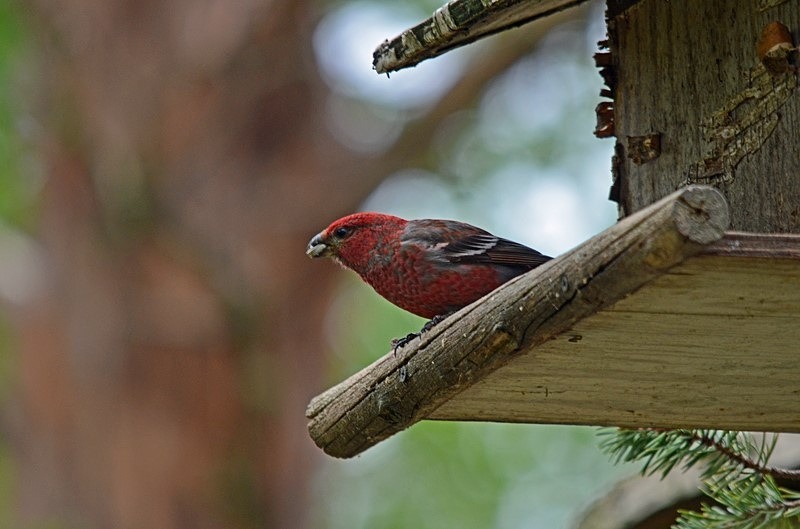 Pine Grosbeak - North Finland - part 1