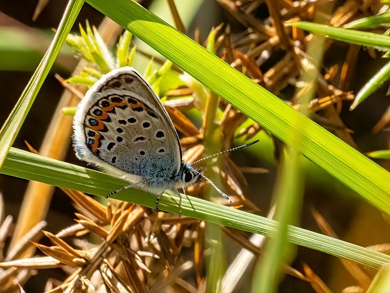 Silver-studded Blue - Butterflies
