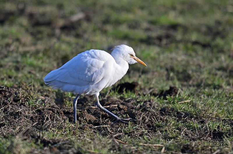 Cattle Egret - Herons and egrets