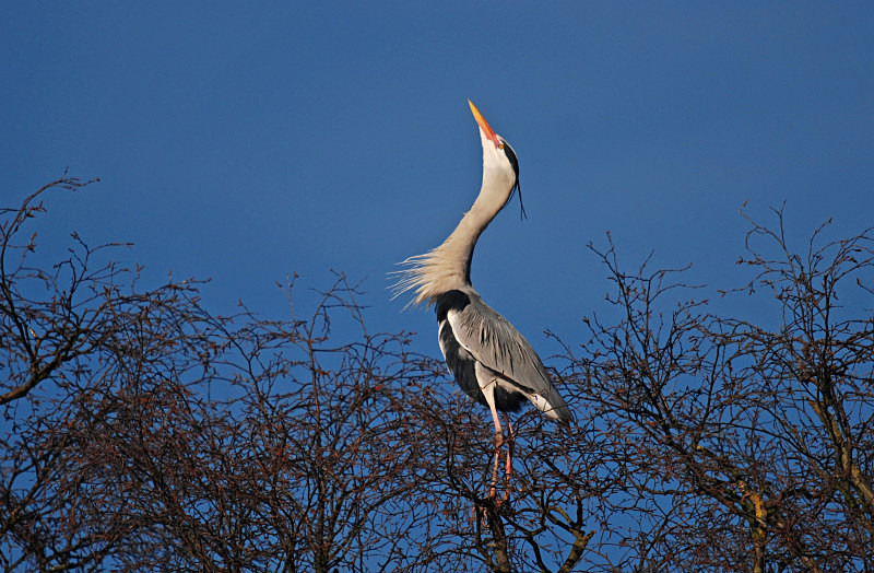 Grey Heron - Herons and egrets
