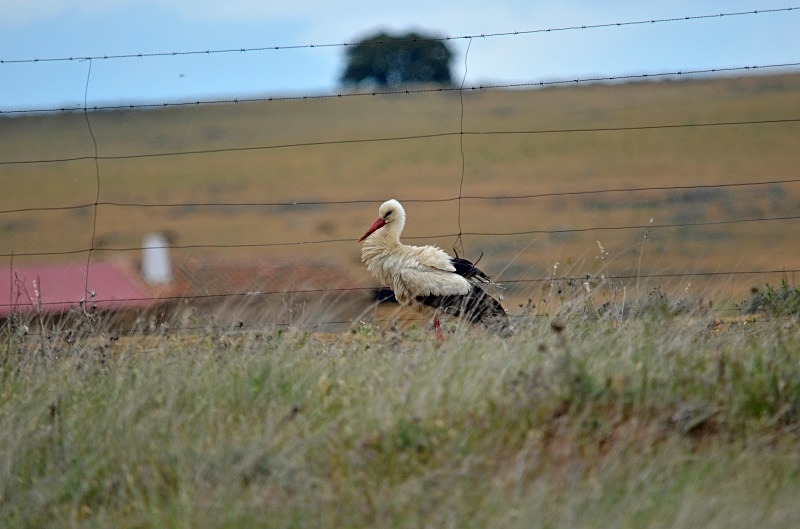 White Stork - South and west Spain - April and May 2012