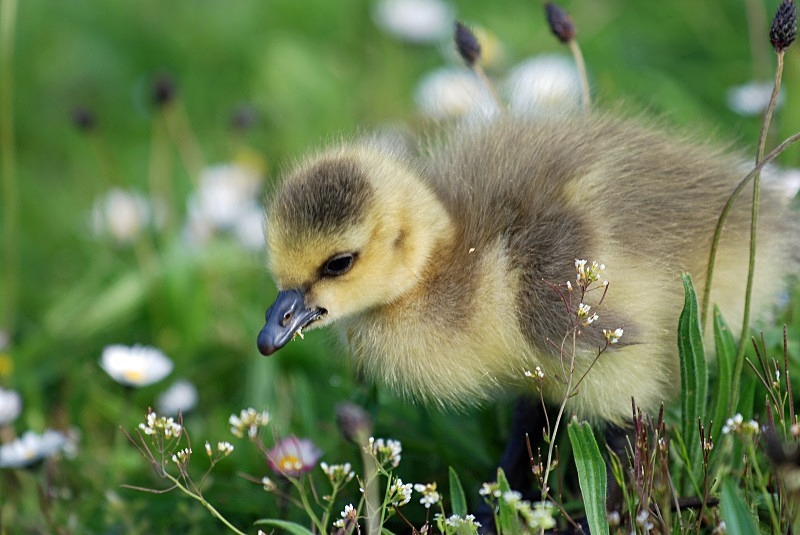 Canada Goose gosling - Black geese