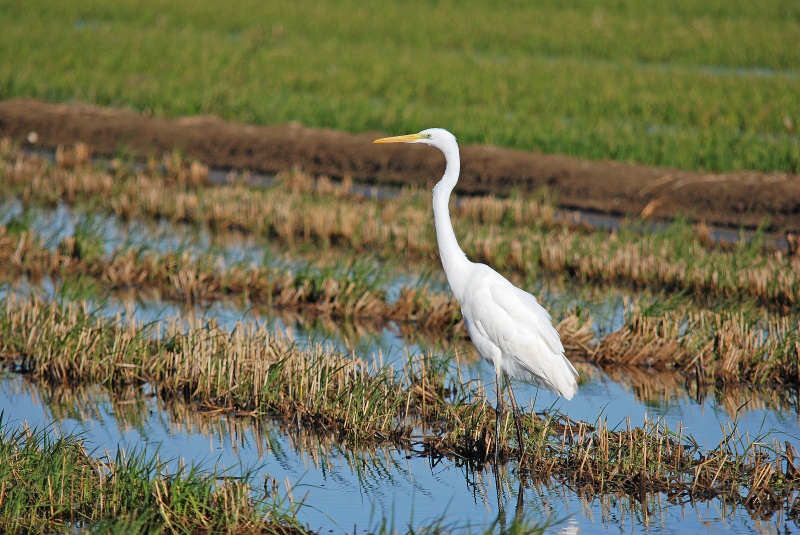 Great White Egret - Catalunya