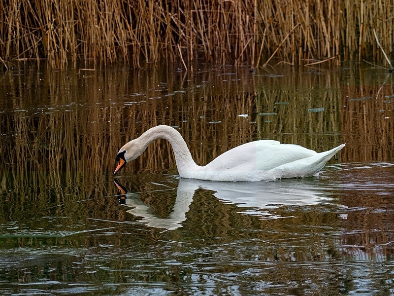 Mute Swan - Latest photos