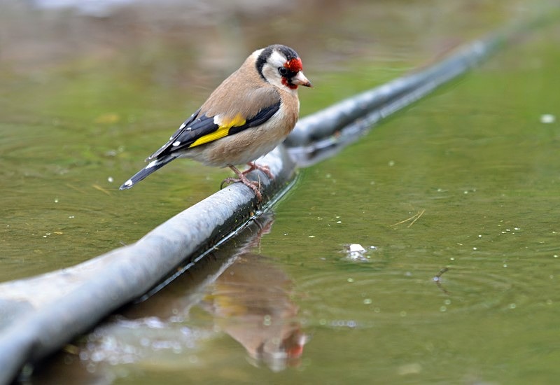 Goldfinch - Finches