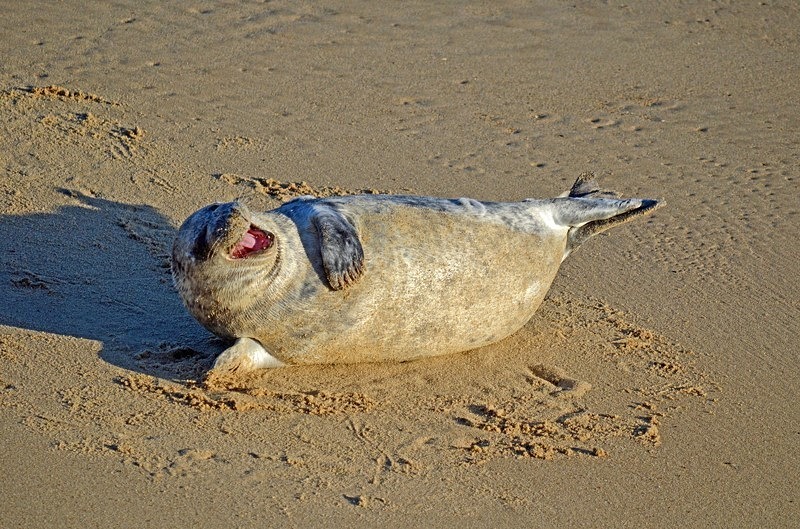 Atlantic Grey Seal - Atlantic Grey Seals