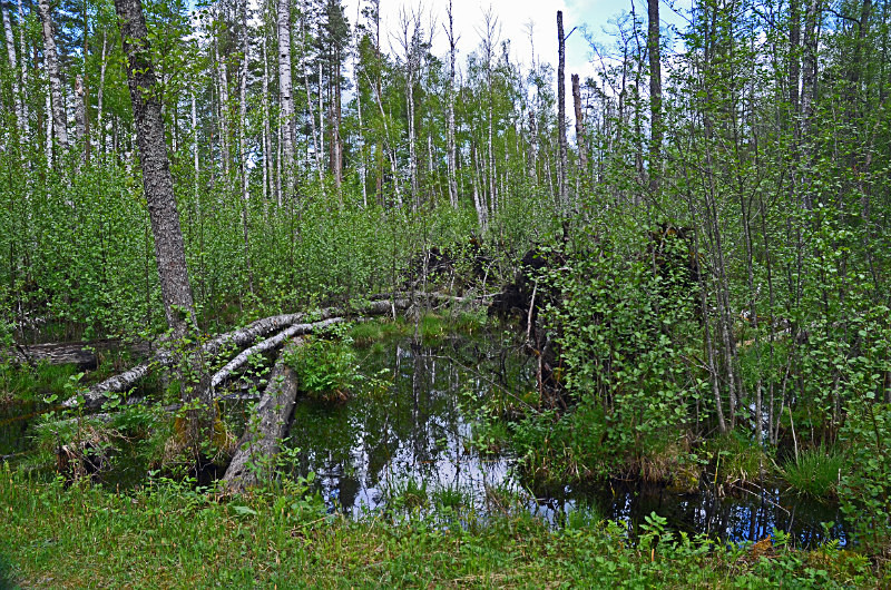 Nigula Nature Reserve, Estonia