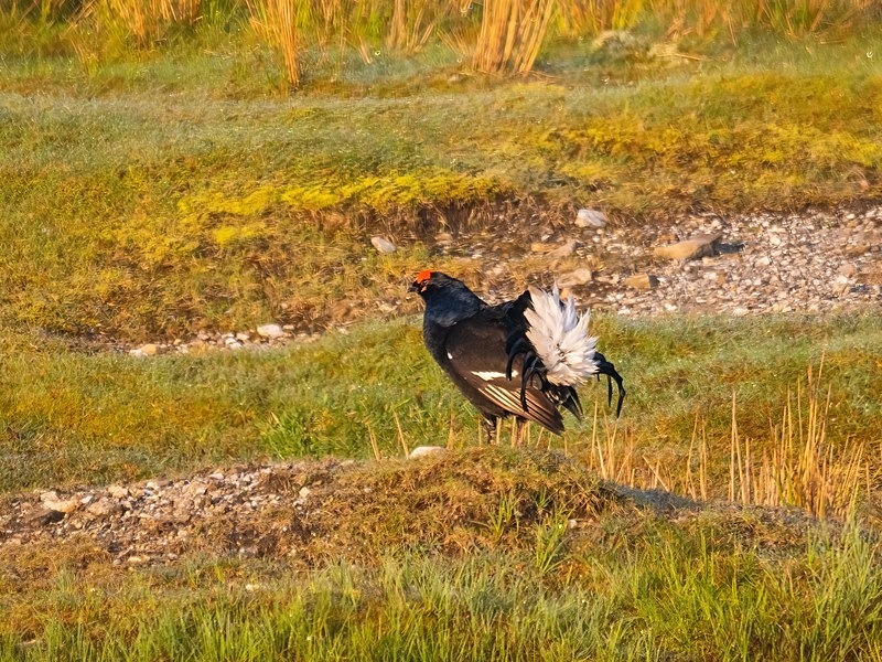 Black Grouse - Game birds