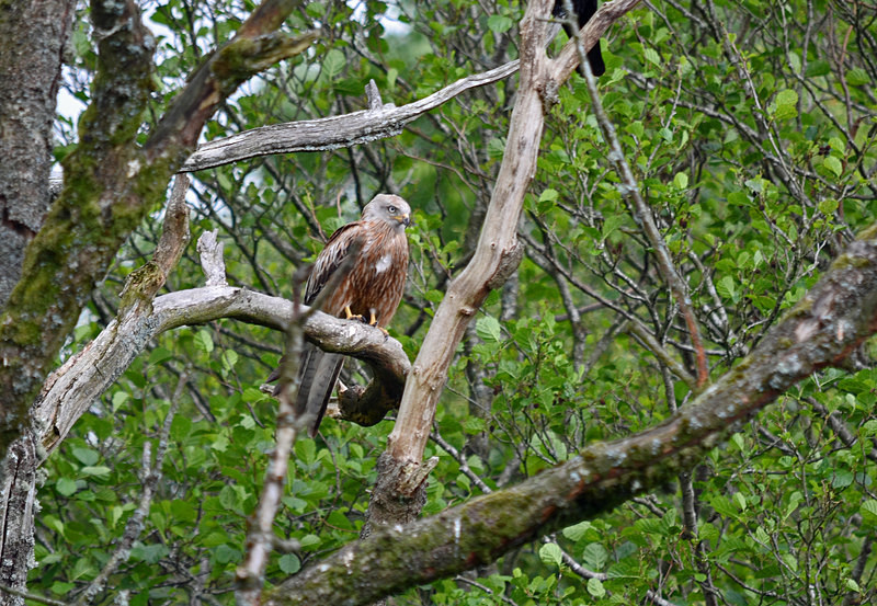 Red Kite - Birds of prey
