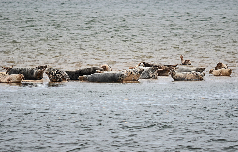 Common Seals - Common Seals