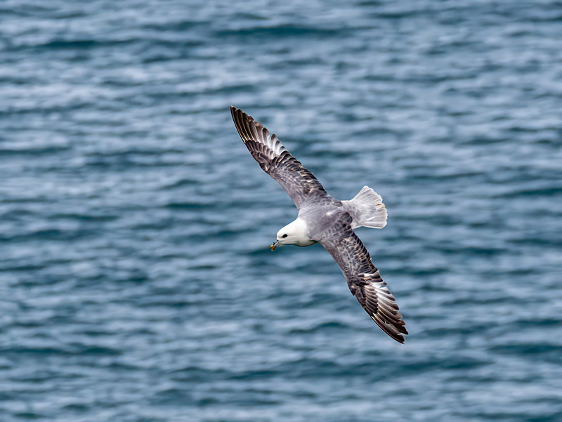 Fulmar - Latest photos