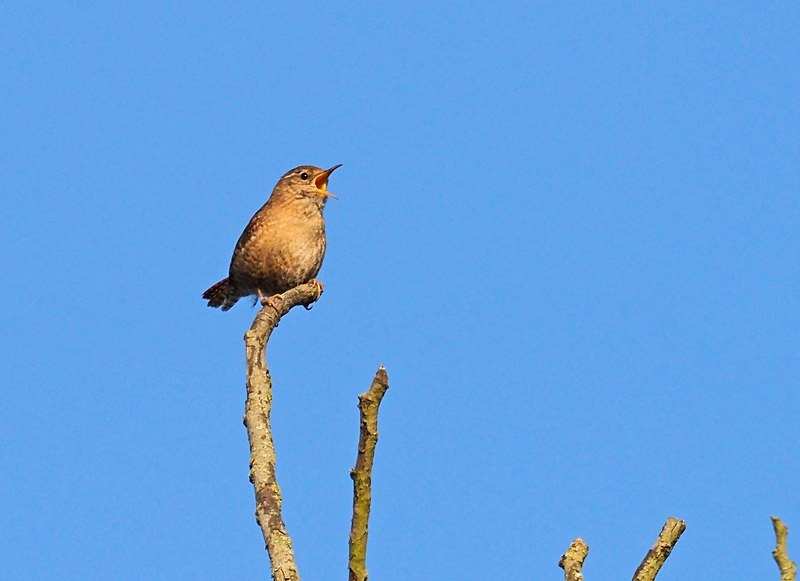 Wren - Wrens