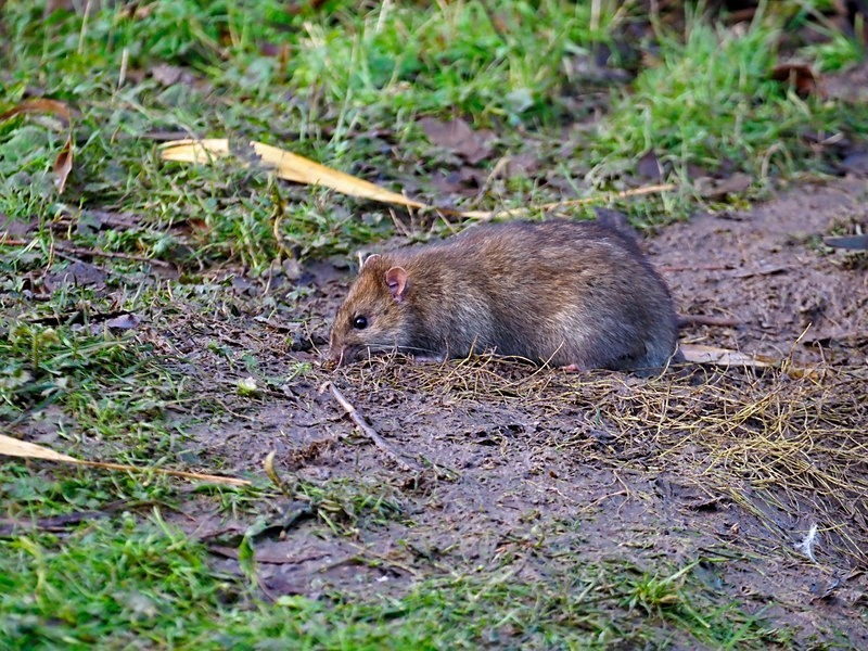 Brown Rat - Other mammals