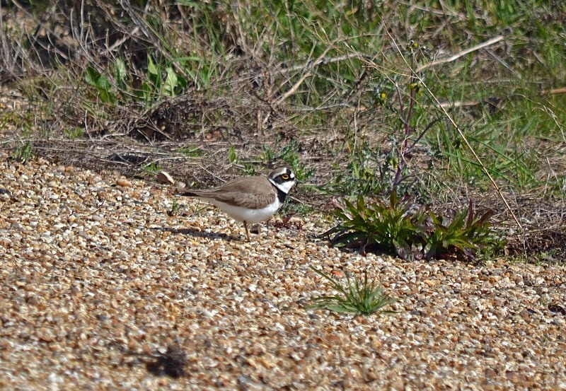 Little Ringed Plover - Plovers
