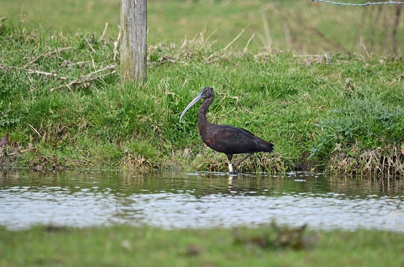 Glossy Ibis - Ibises
