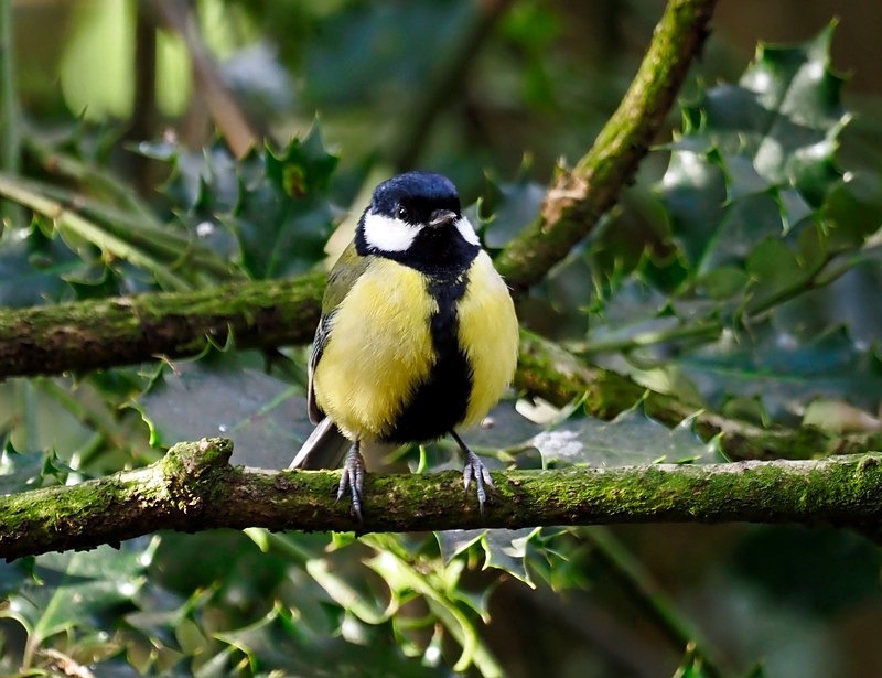 Great Tit - Tits