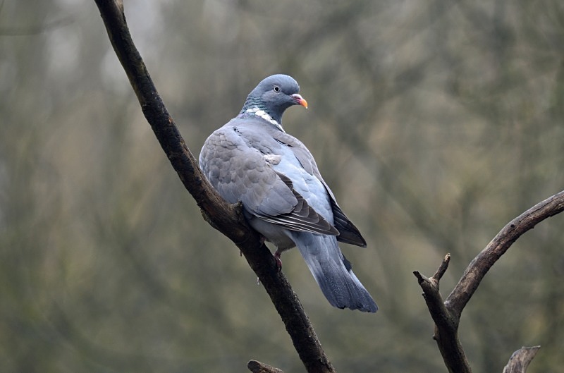 Woodpigeon - Pigeons and doves