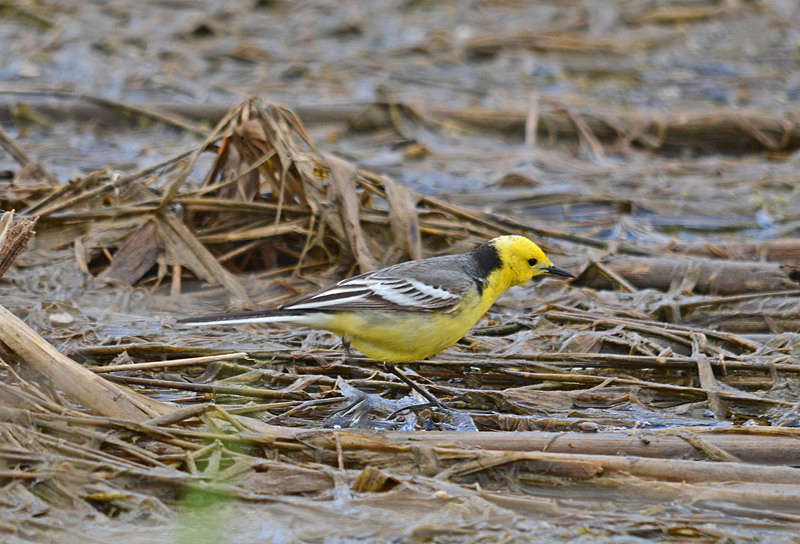 Citrine Wagtail - Estonia