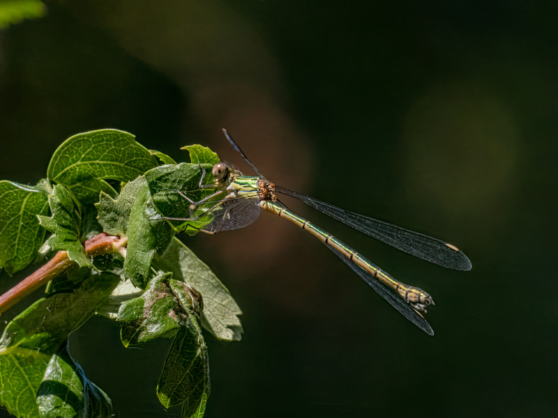 Willow Emerald Damselfly - Dragonflies and damselflies