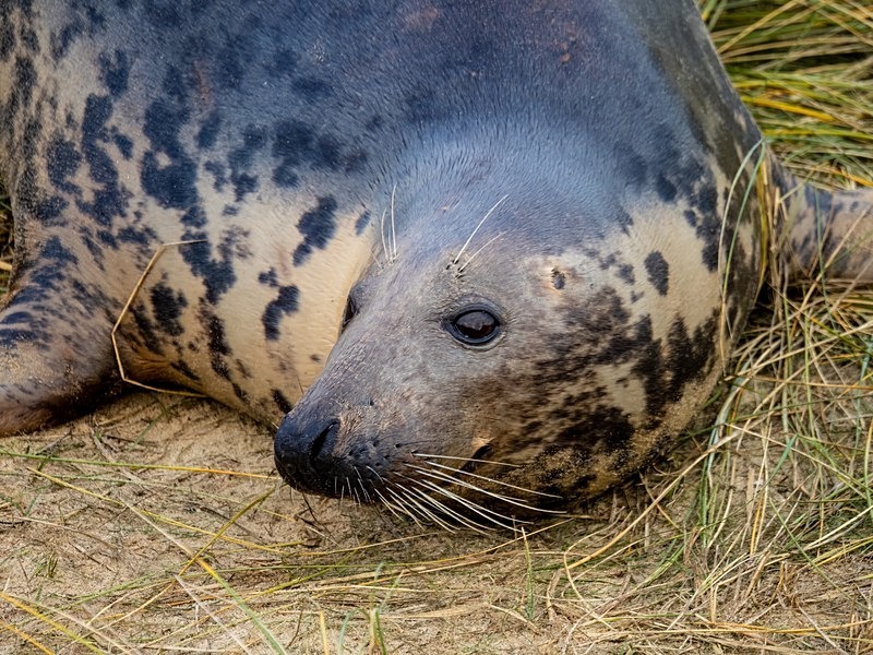 Atlantic Grey Seal - Atlantic Grey Seals