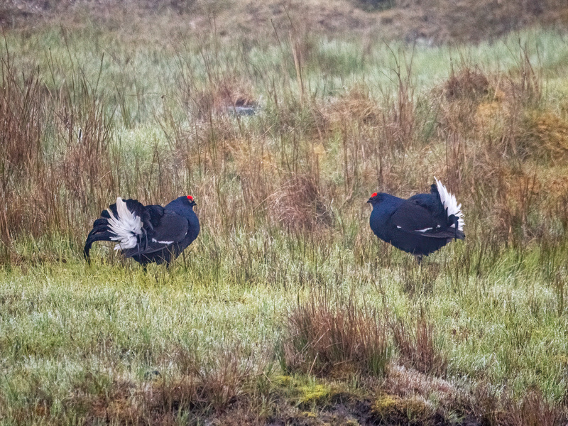 Black Grouse - Latest photos