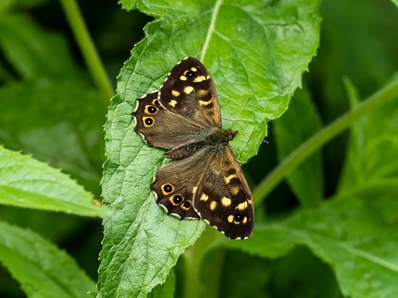 Speckled Wood - Butterflies