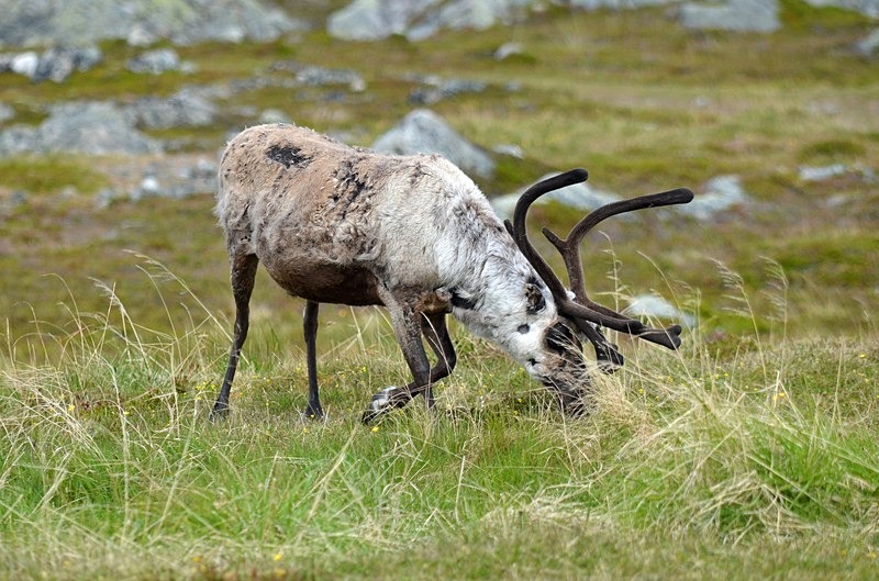 Reindeer - North Norway
