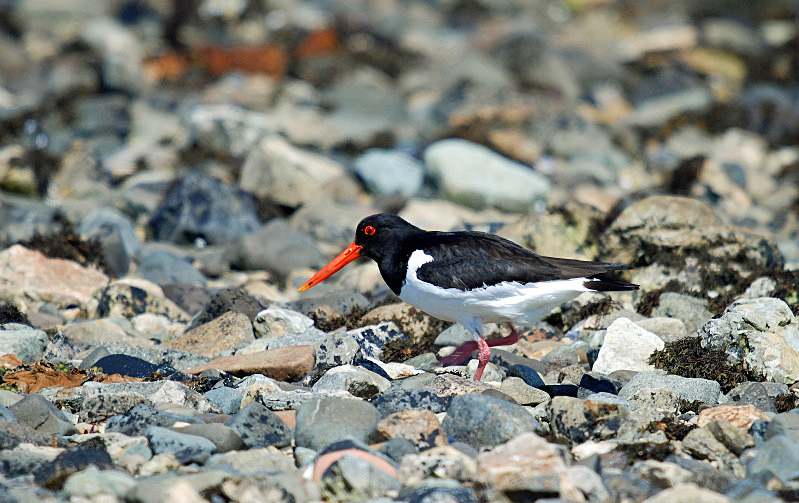 Oystercatcher - Oystercatchers