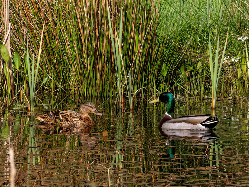 Mallards - Latest photos