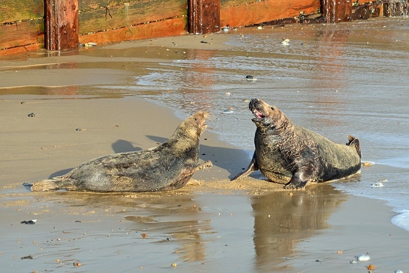 Atlantic Grey Seals - Atlantic Grey Seals