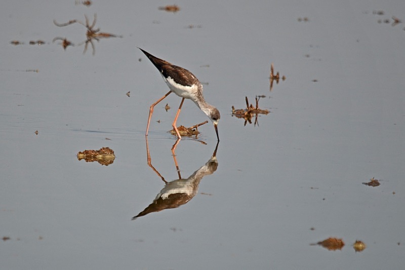 Black-winged Stilt - South Spain - September 2013