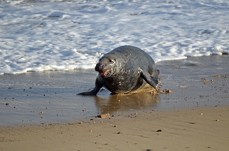 Atlantic Grey Seal - Atlantic Grey Seals