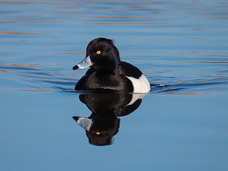 Tufted Duck - Diving ducks